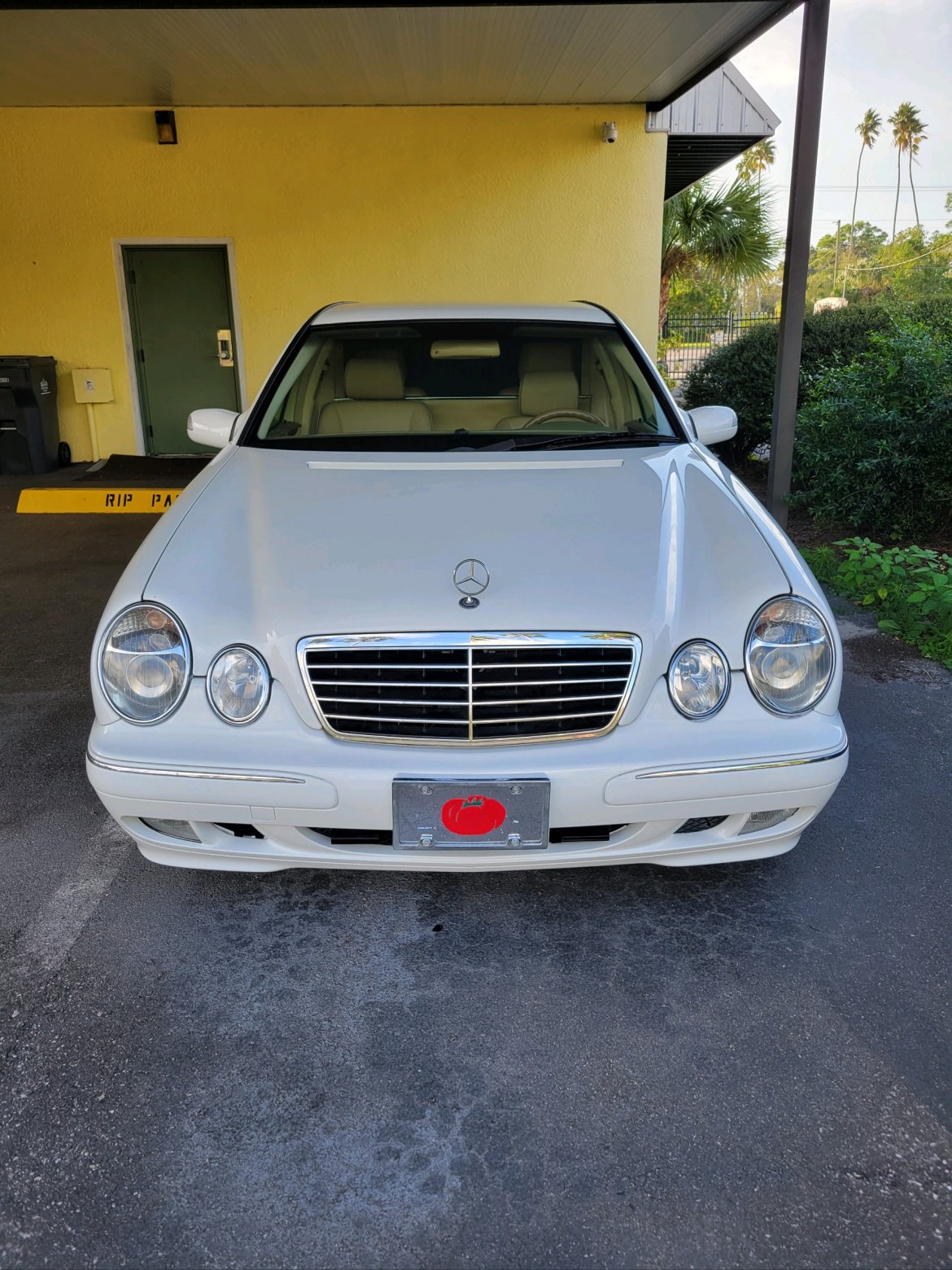 Exotic for Sale in Tampa, FL - Photo 5